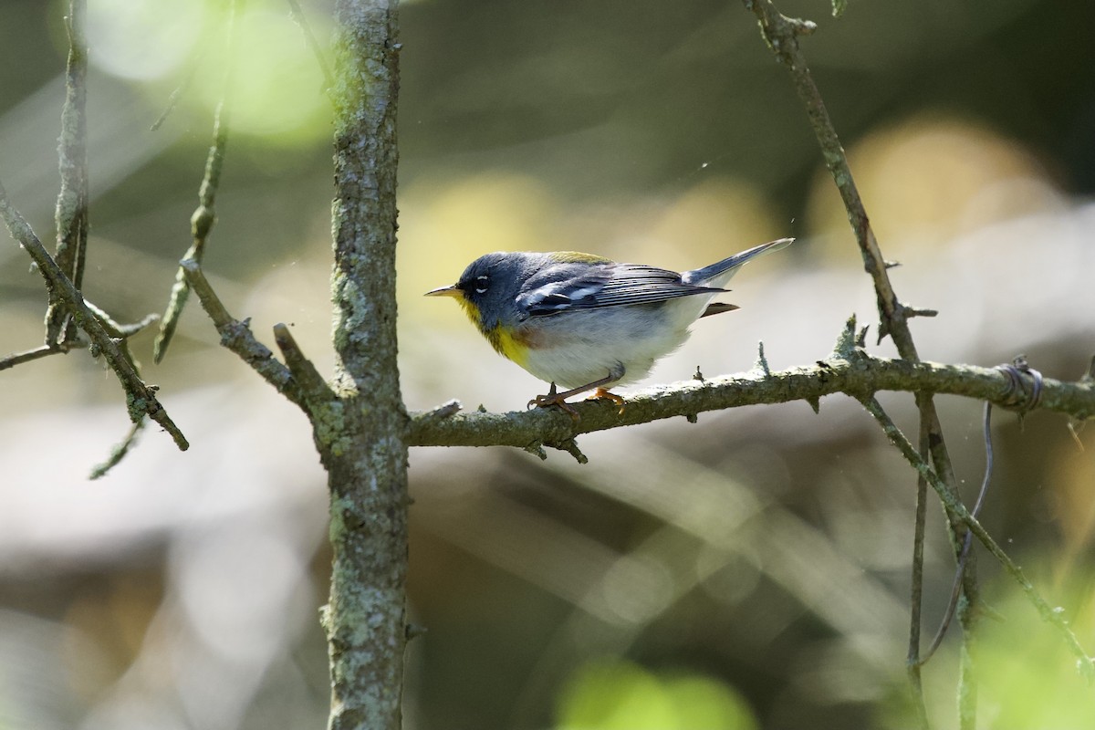 Northern Parula - Ian Jarvie