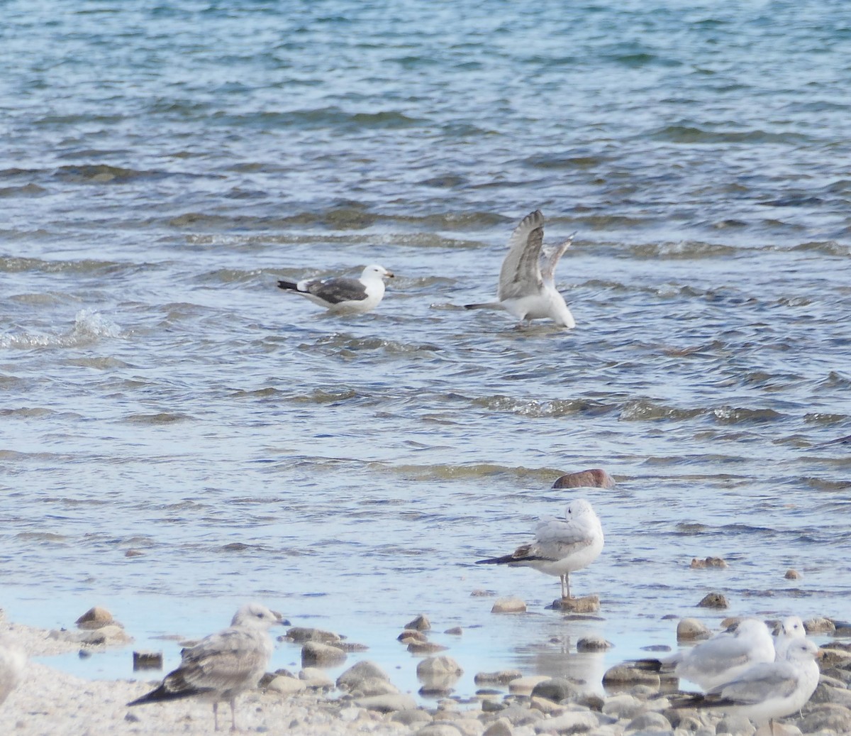 Lesser Black-backed Gull - ML618737353