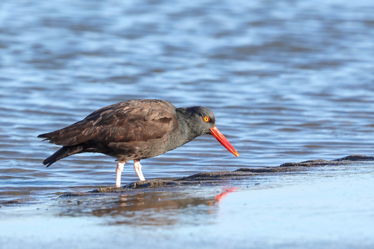 Black Oystercatcher - ML618737373