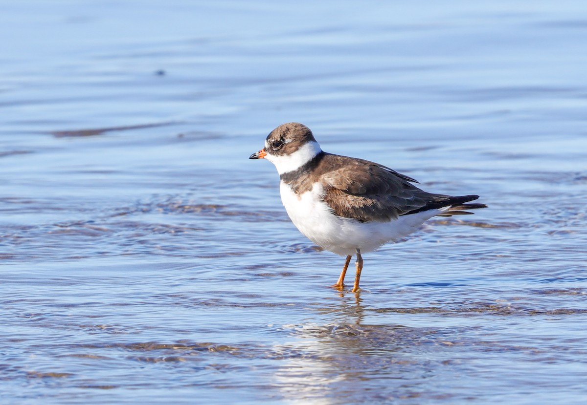 Semipalmated Plover - ML618737380