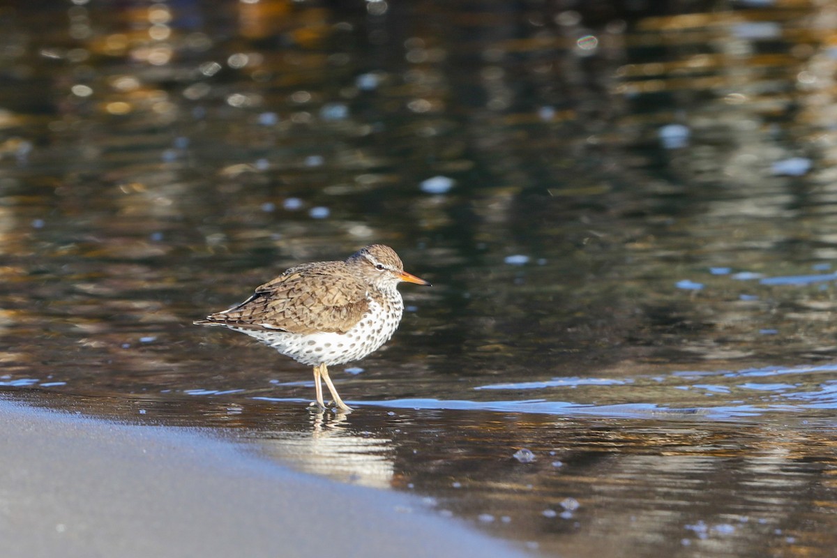 Spotted Sandpiper - Lynn Duncan