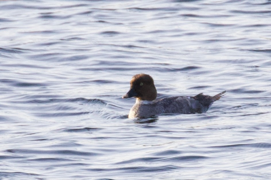 Common Goldeneye - ML618737396