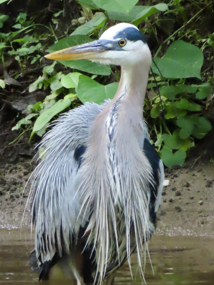 Great Blue Heron - ML618737403