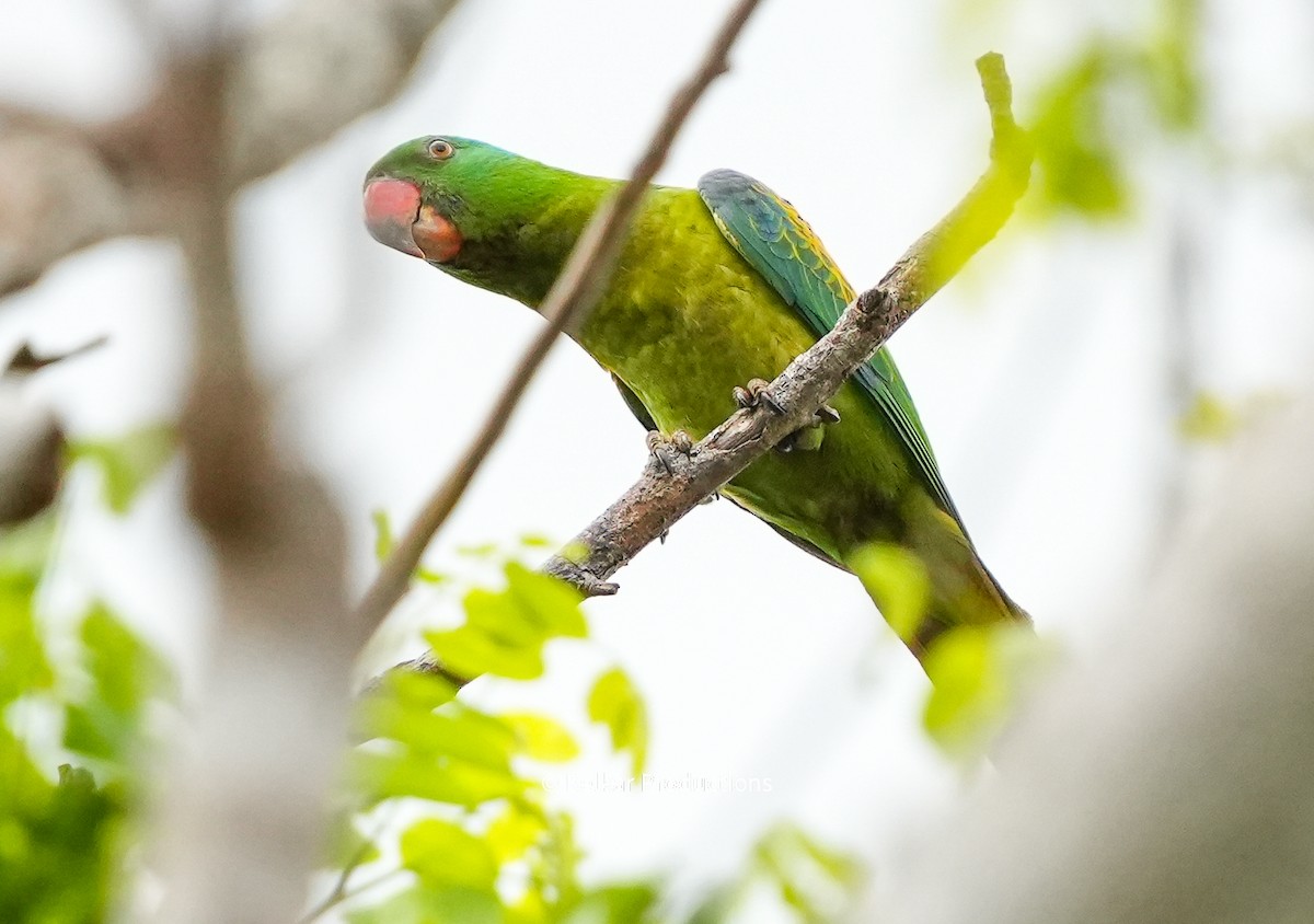 Psitácida (Loro/Amazona) sp. - ML618737406