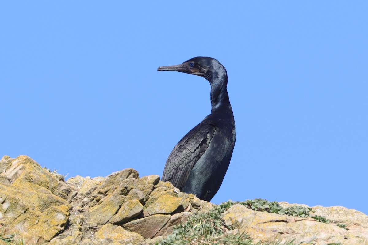 Brandt's Cormorant - ML618737414