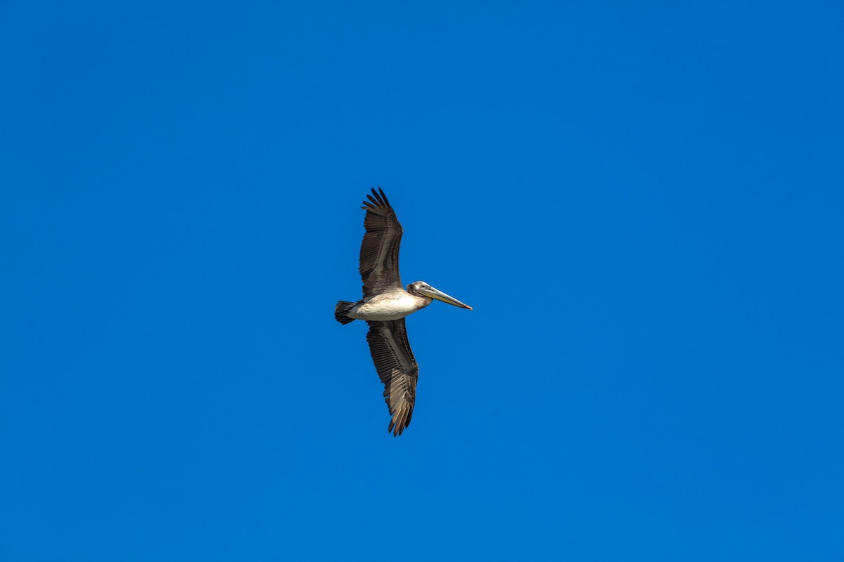 Brown Pelican - Lynn Duncan