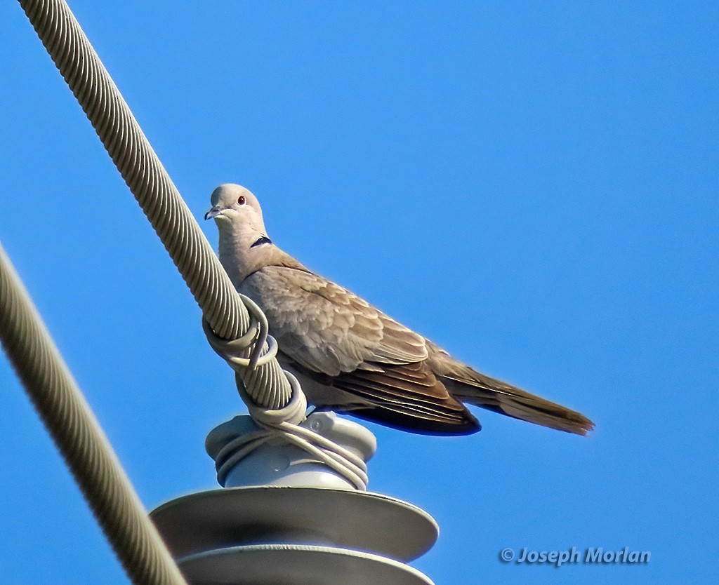 Eurasian Collared-Dove - ML618737427