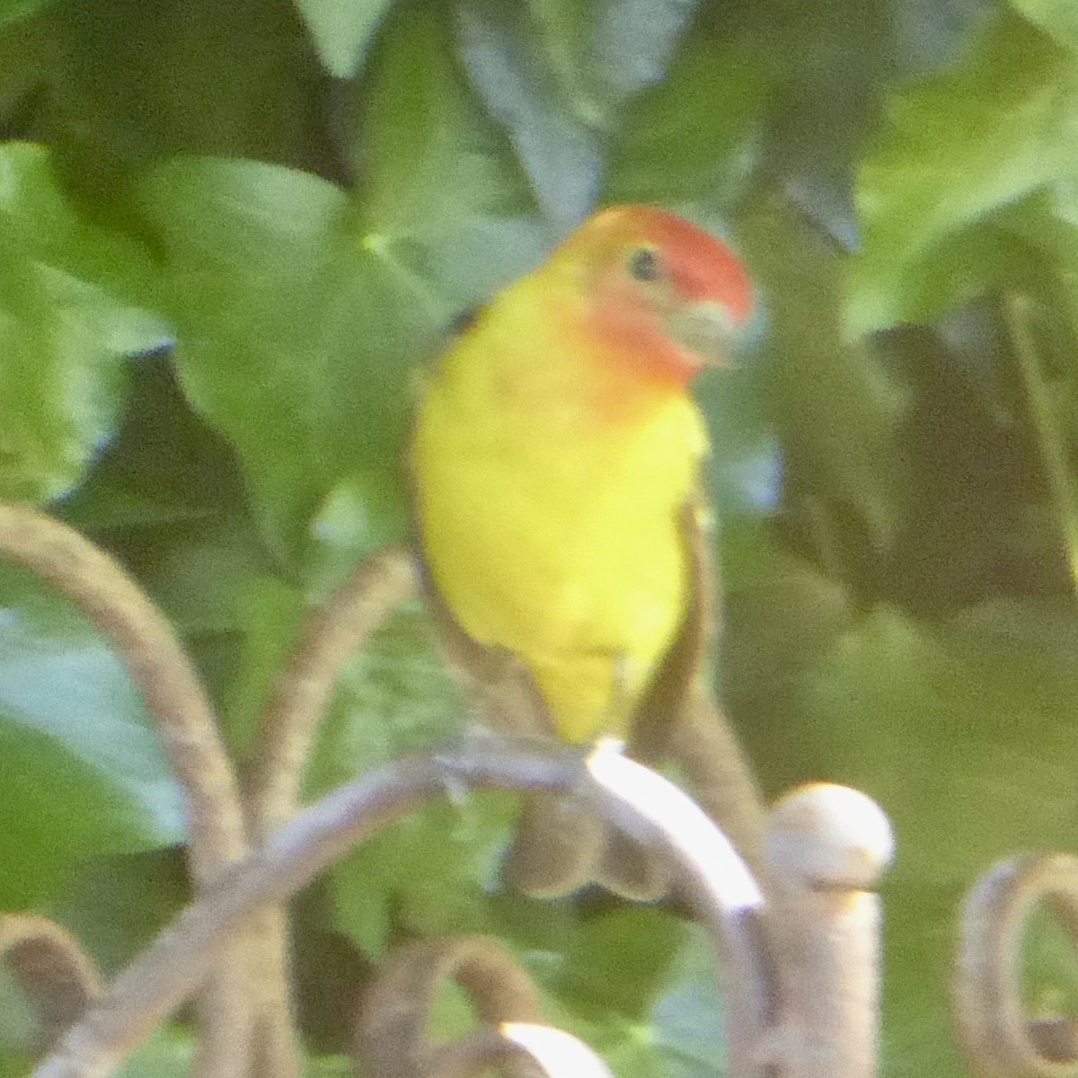 Western Tanager - ML618737428