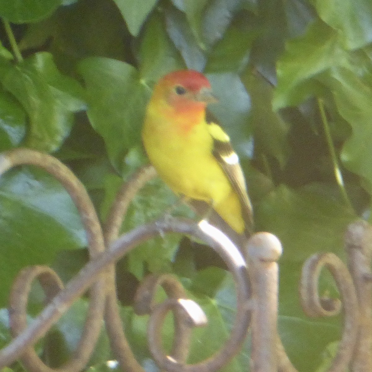 Western Tanager - ML618737439