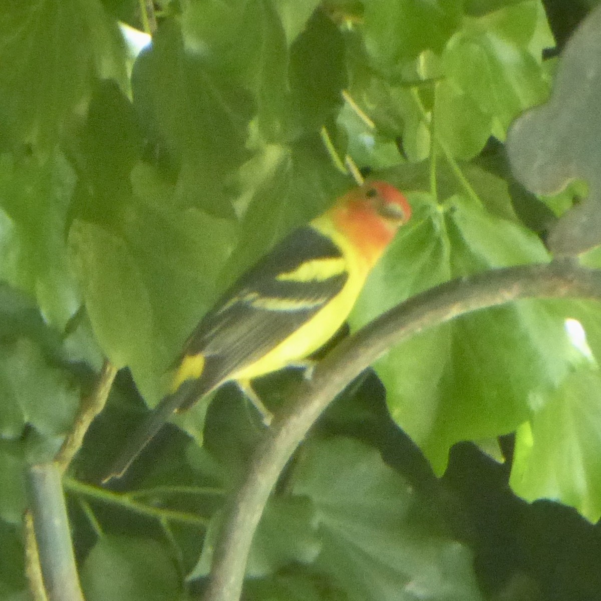 Western Tanager - ML618737443