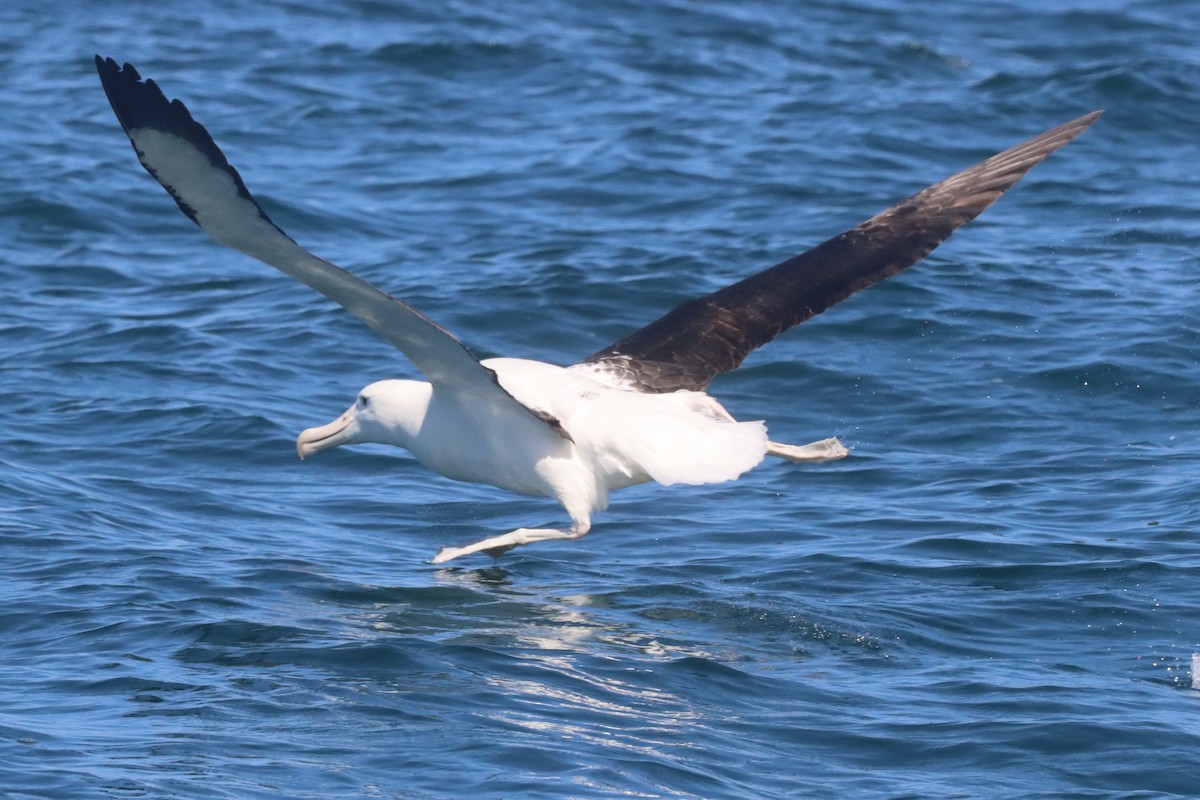 Northern Royal Albatross - Richard Jeffers