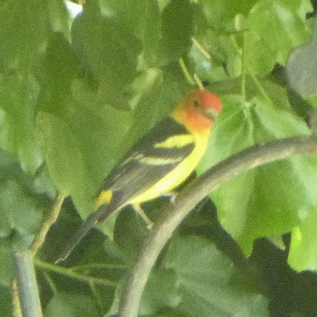 Western Tanager - ML618737480