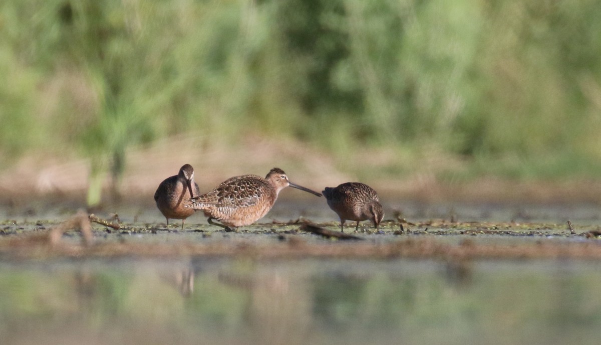 Long-billed Dowitcher - John Deitsch