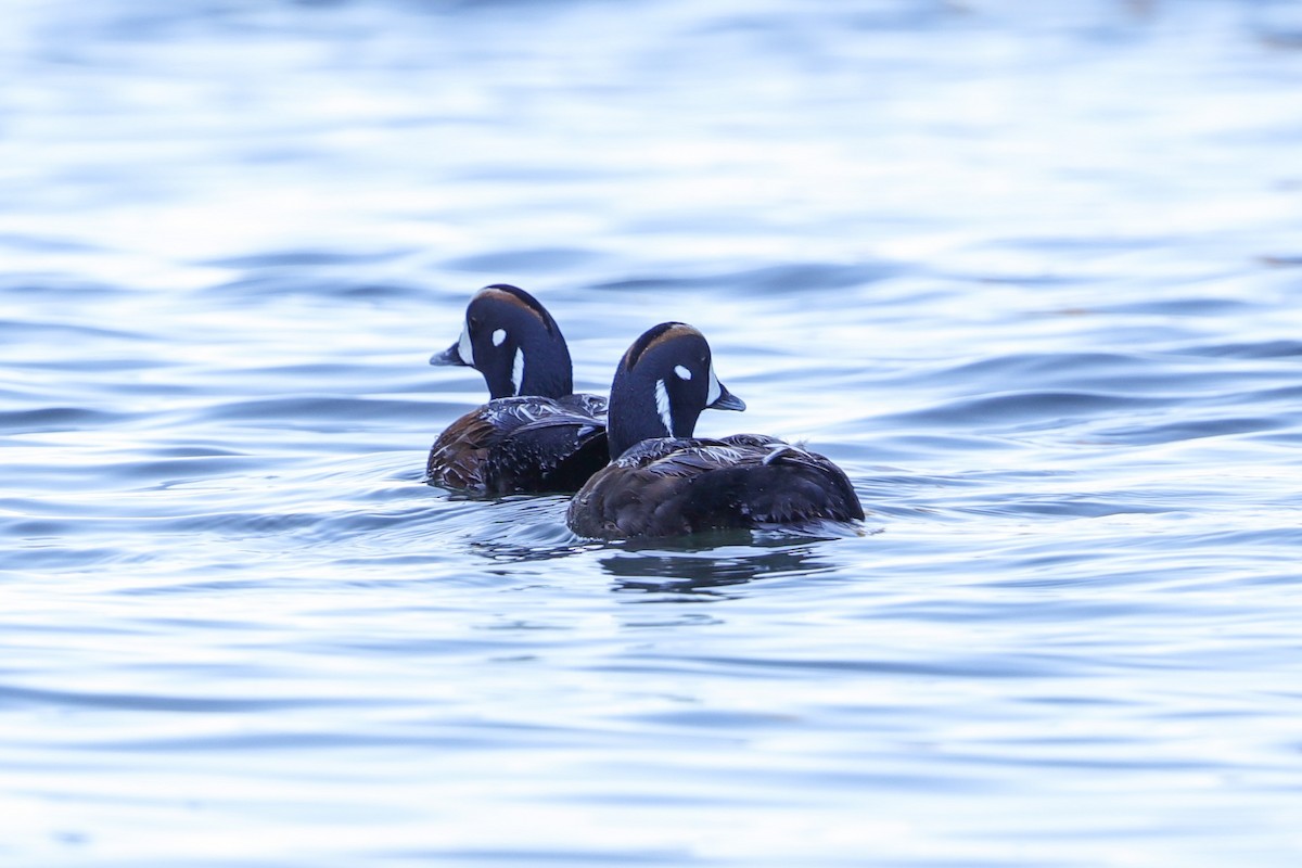 Harlequin Duck - ML618737491