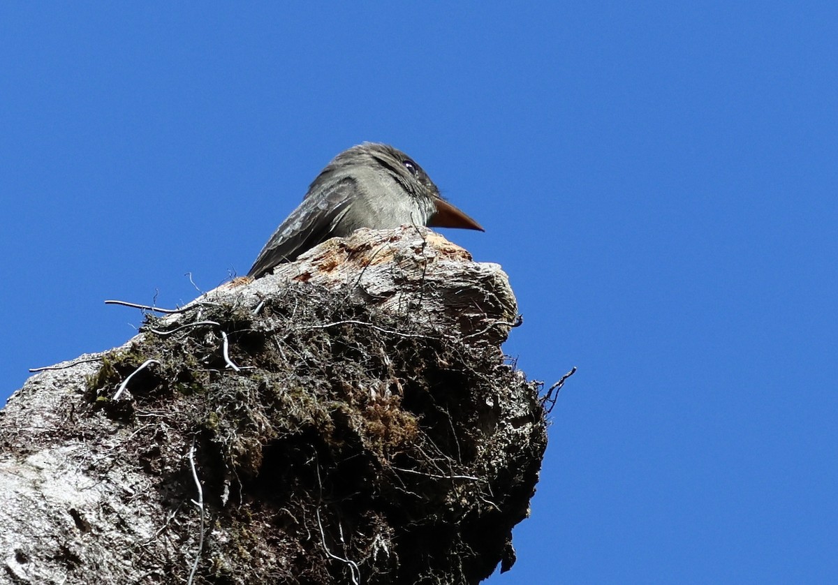 Olive-sided Flycatcher - ML618737510