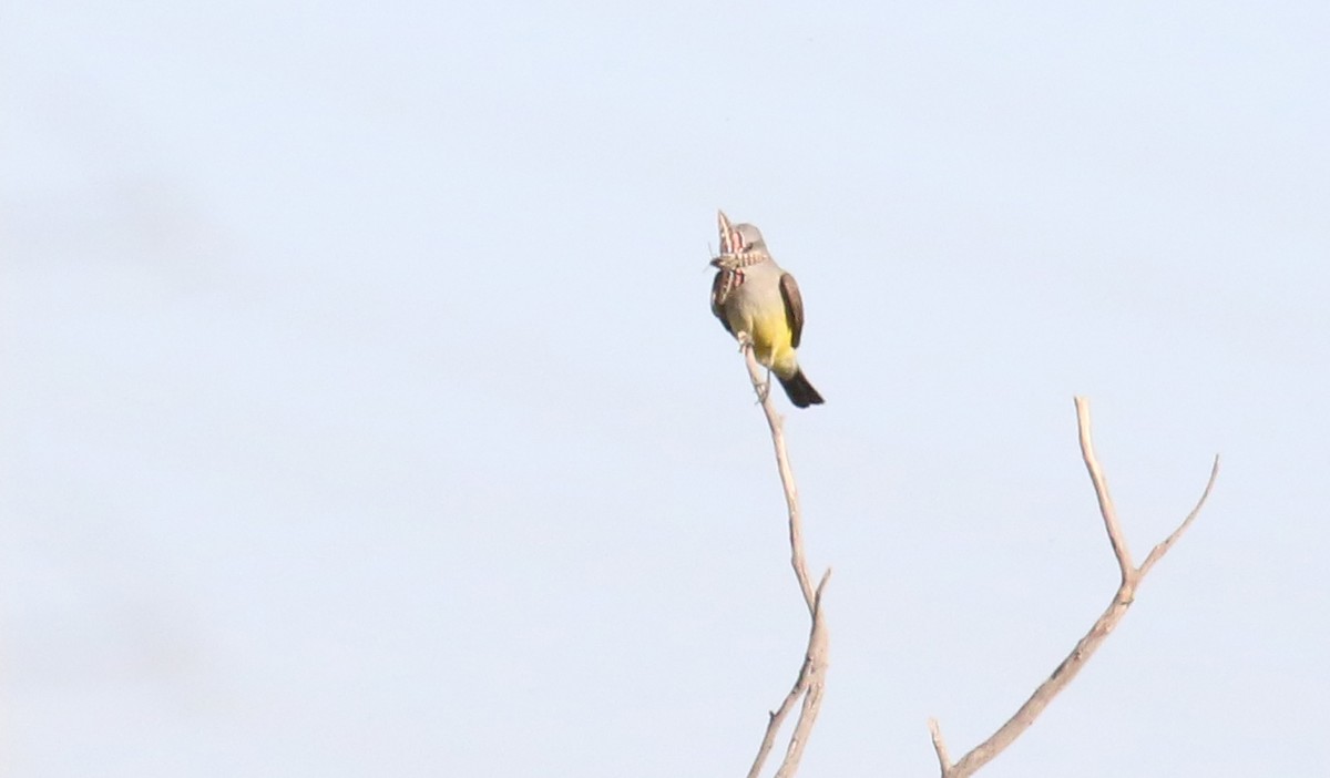 Western Kingbird - John Deitsch