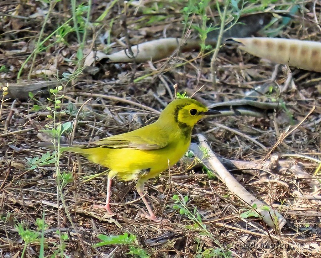 Hooded Warbler - Joseph Morlan