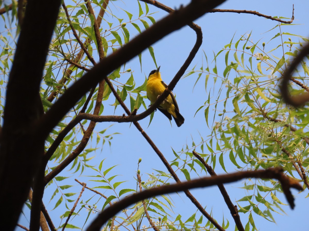 Common Iora - ML618737545