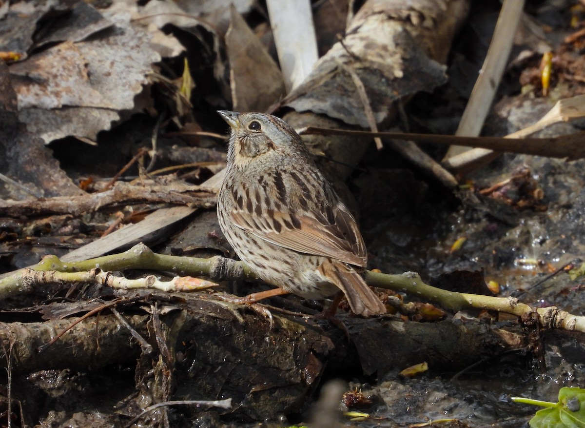 Lincoln's Sparrow - Valentina Roumi