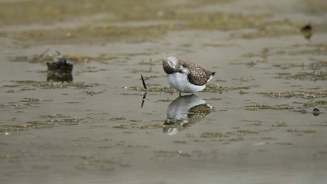 Solitary Sandpiper - ML618737589