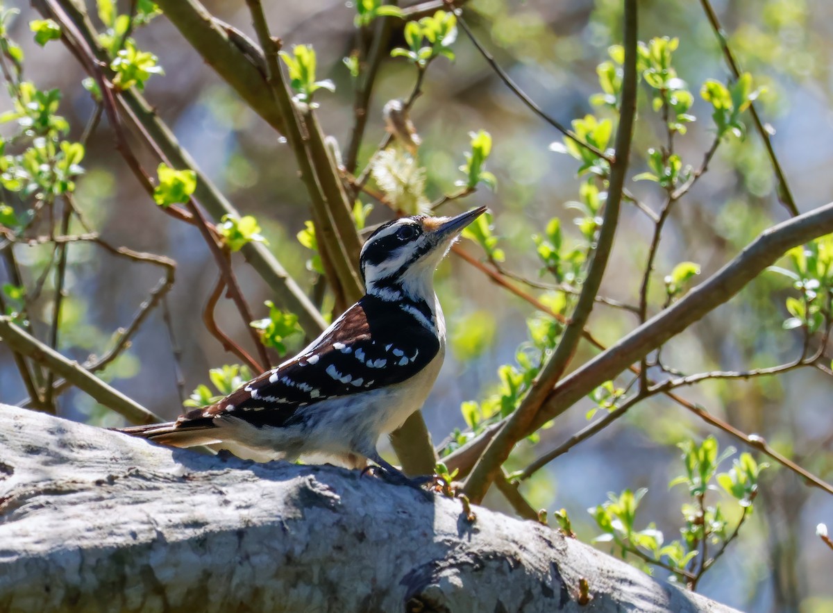 Hairy Woodpecker (Eastern) - Peter Crosson