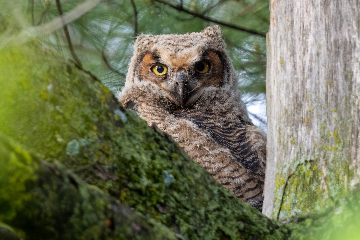 Great Horned Owl - Anonymous