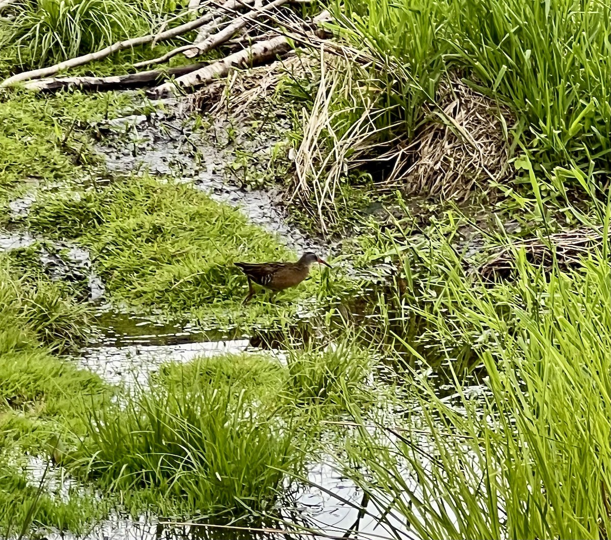 Virginia Rail - ML618737708