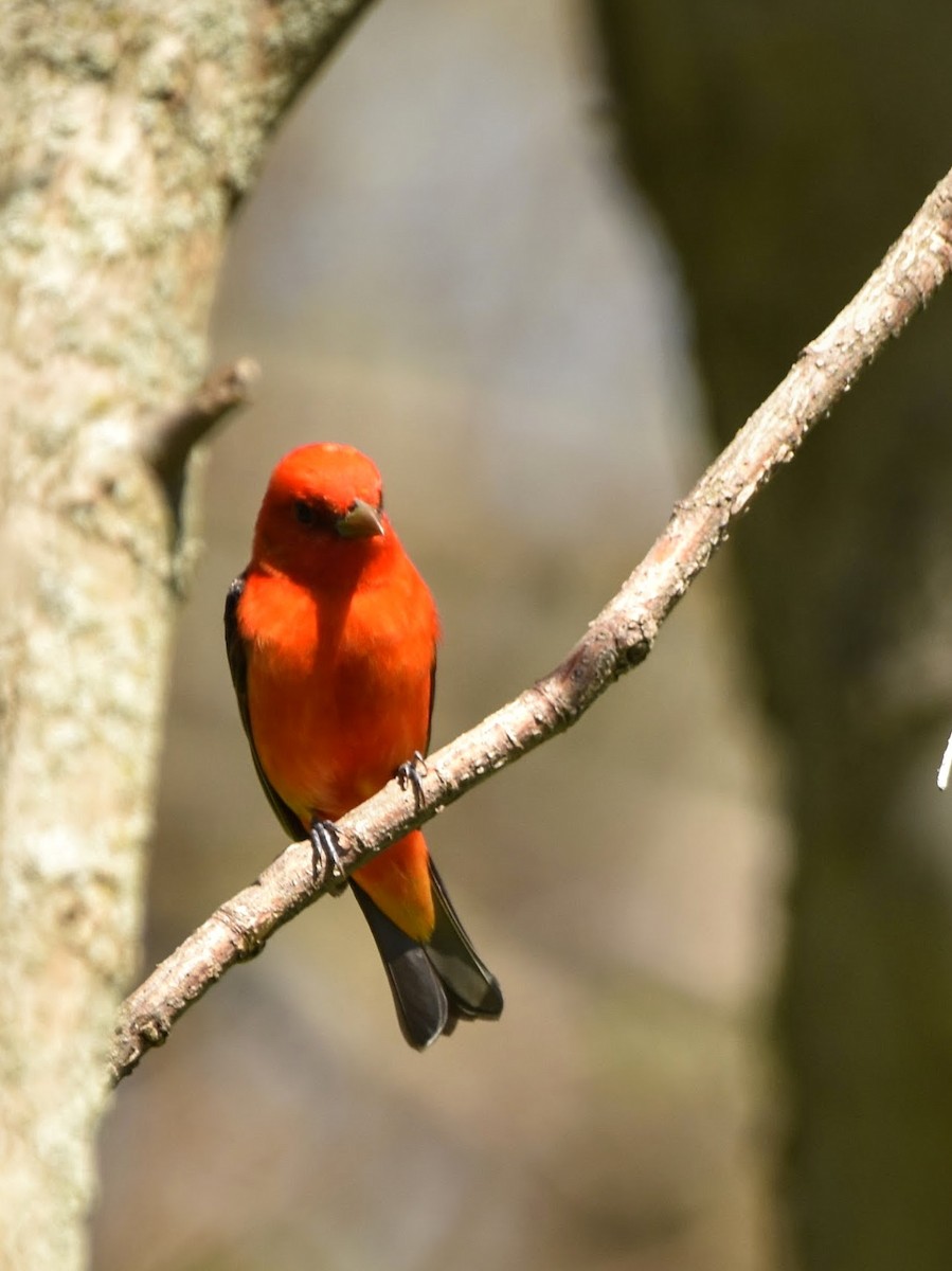 Scarlet Tanager - ML618737712