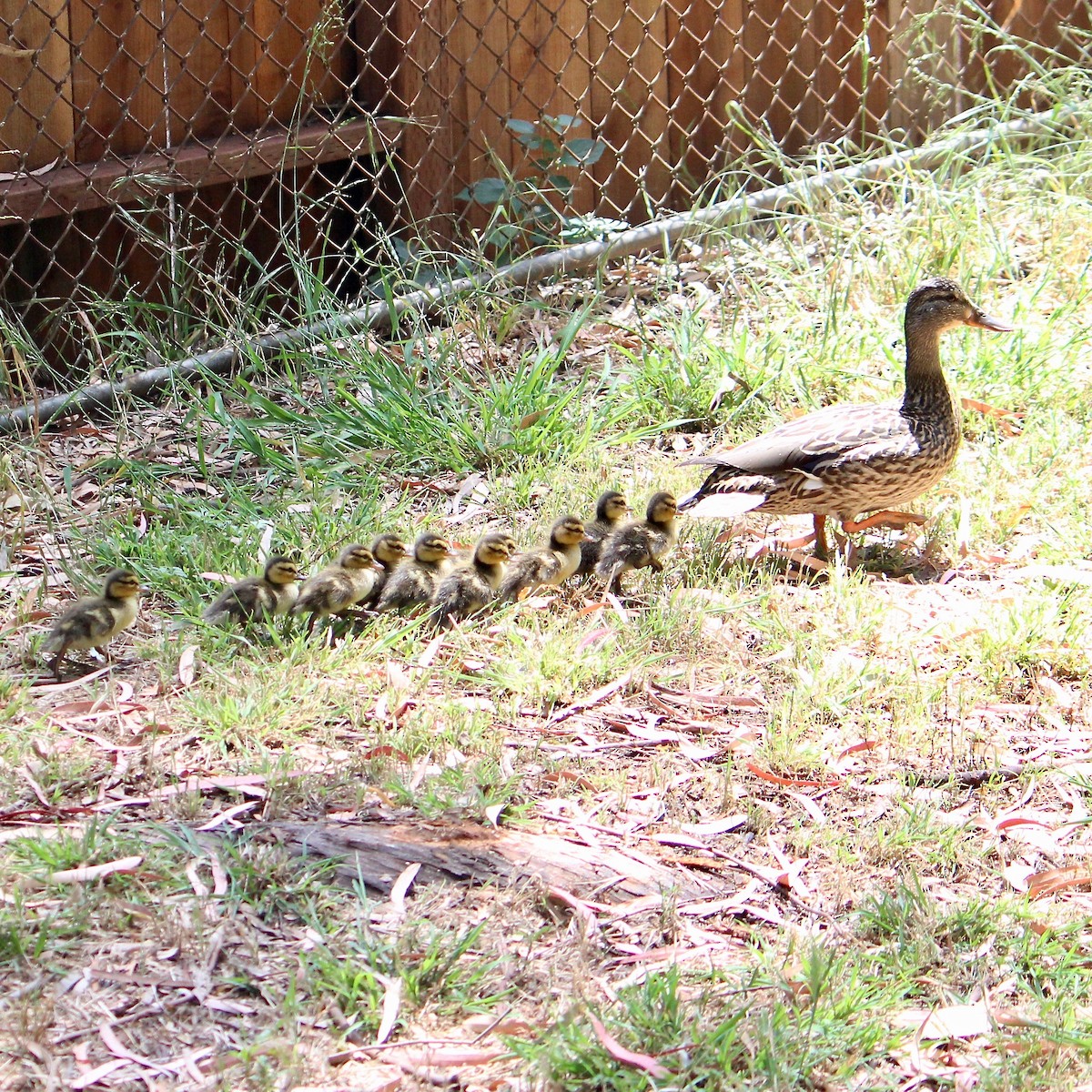 Canard colvert - ML618737721