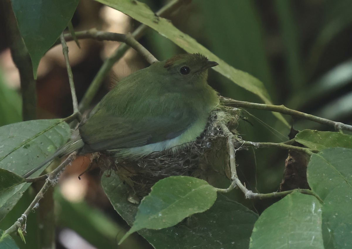 Long-tailed Manakin - Sally Veach