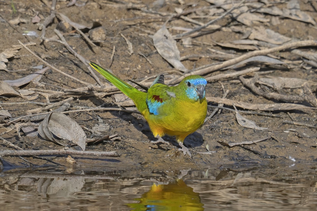Turquoise Parrot - Phil Woollen