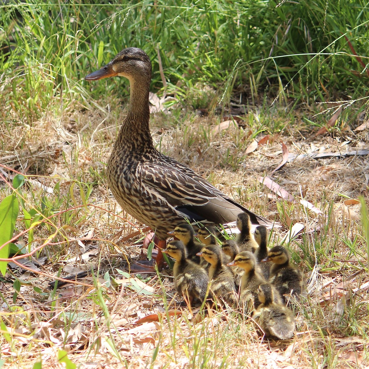 Mallard - Anonymous