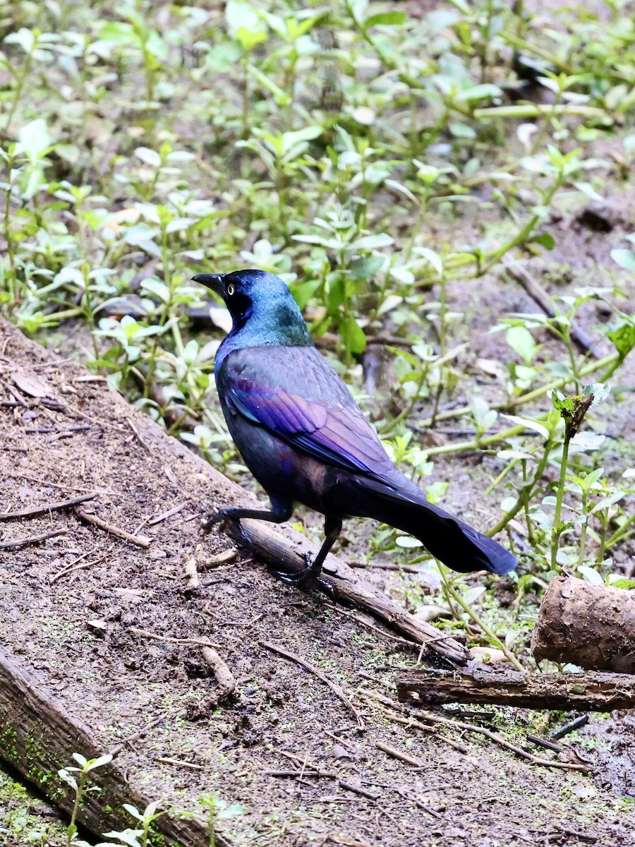 Common Grackle - ML618737792