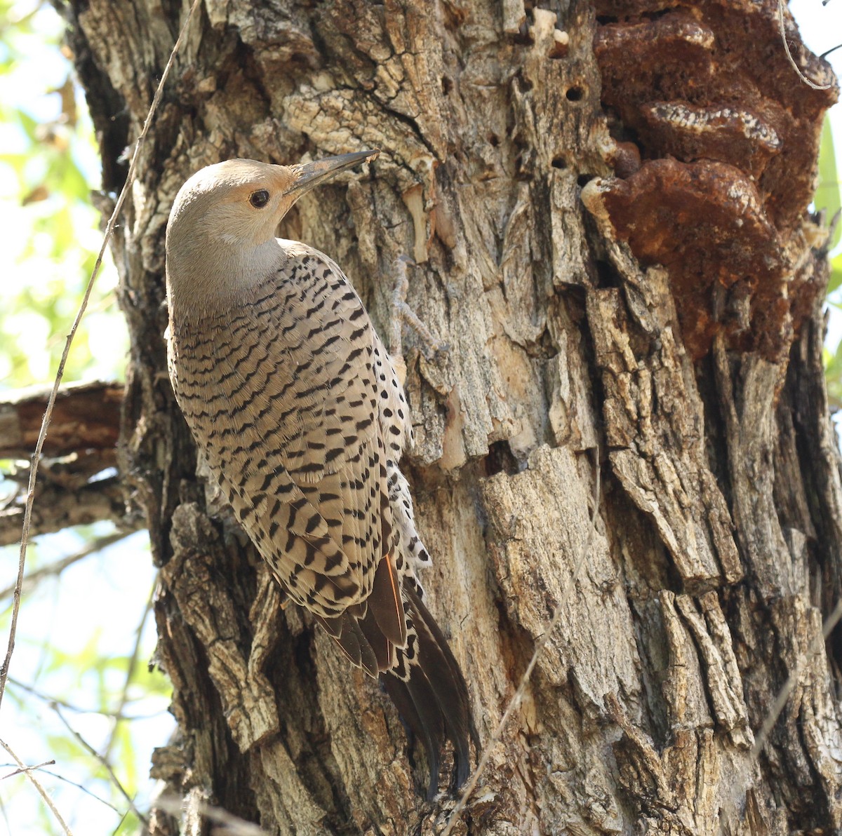 Northern Flicker - ML618737841