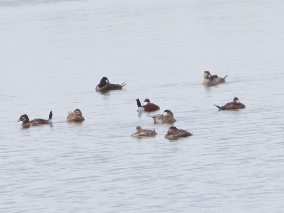 Ruddy Duck - ML618737864