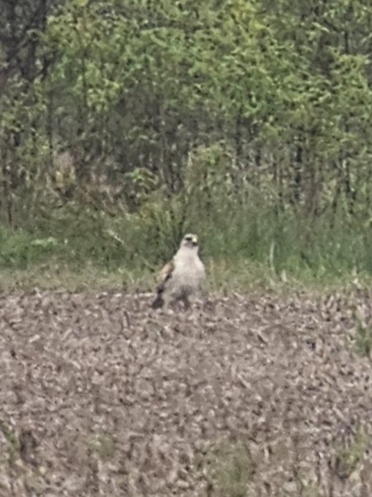 Ferruginous Hawk - ML618737866