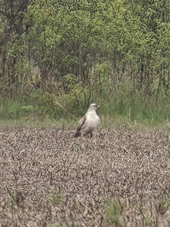 Ferruginous Hawk - Jon G.