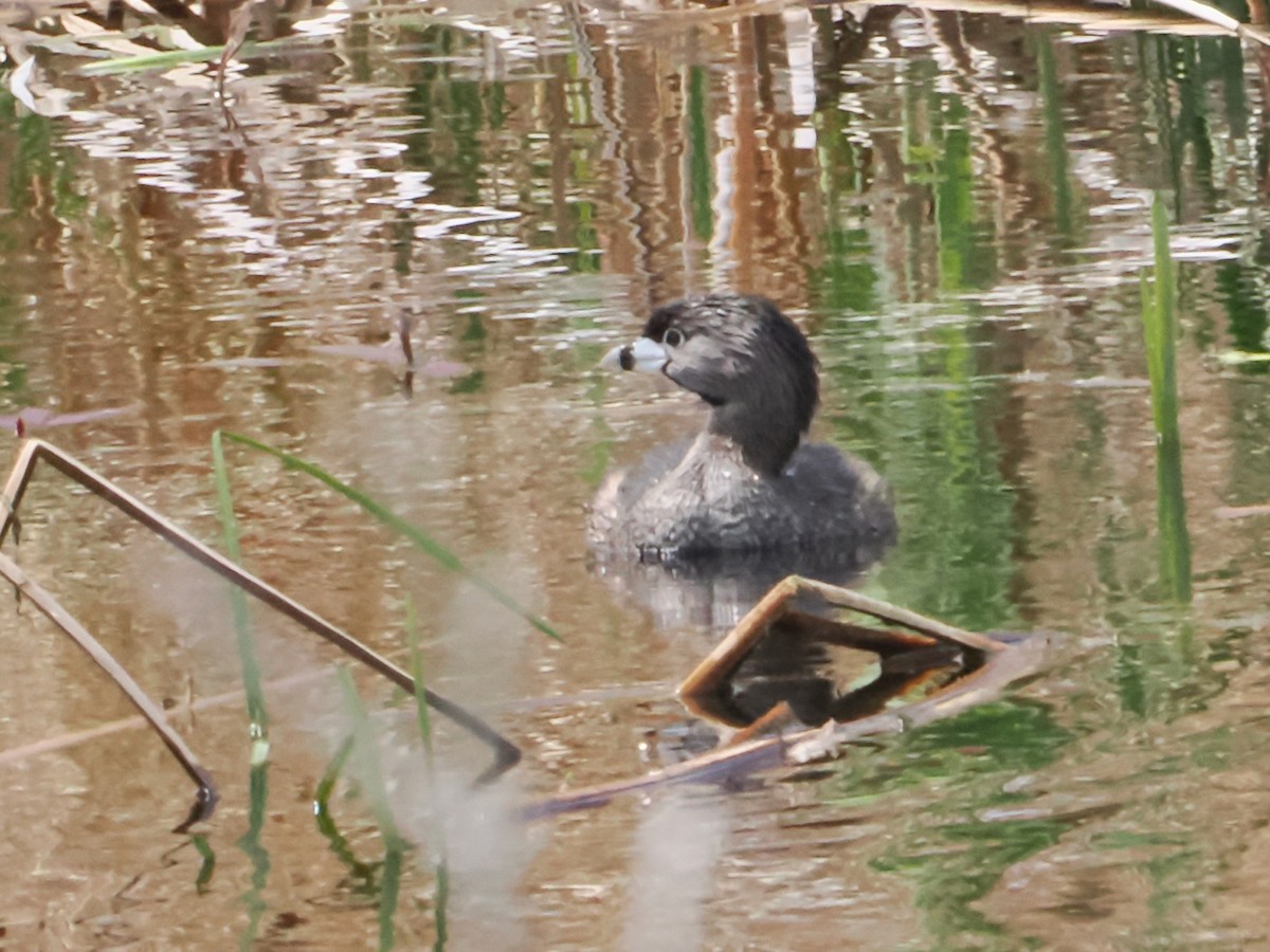 Pied-billed Grebe - ML618737880