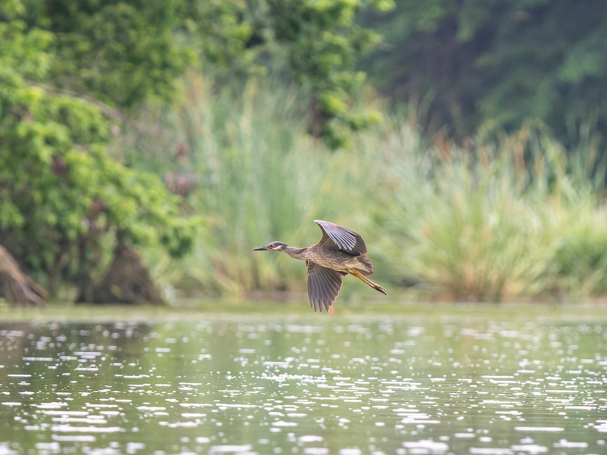 Yellow-crowned Night Heron - ML618737881