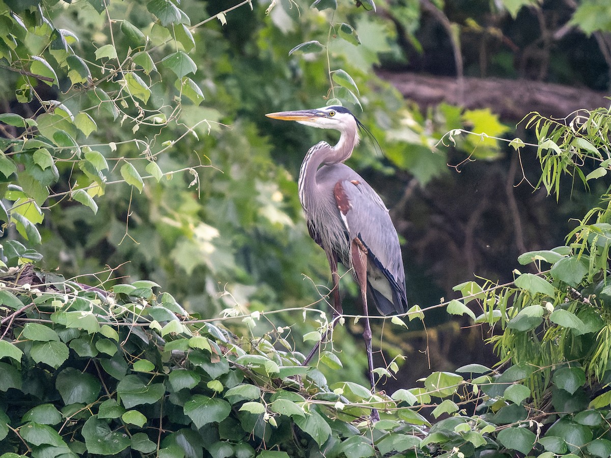 Great Blue Heron - ML618737909