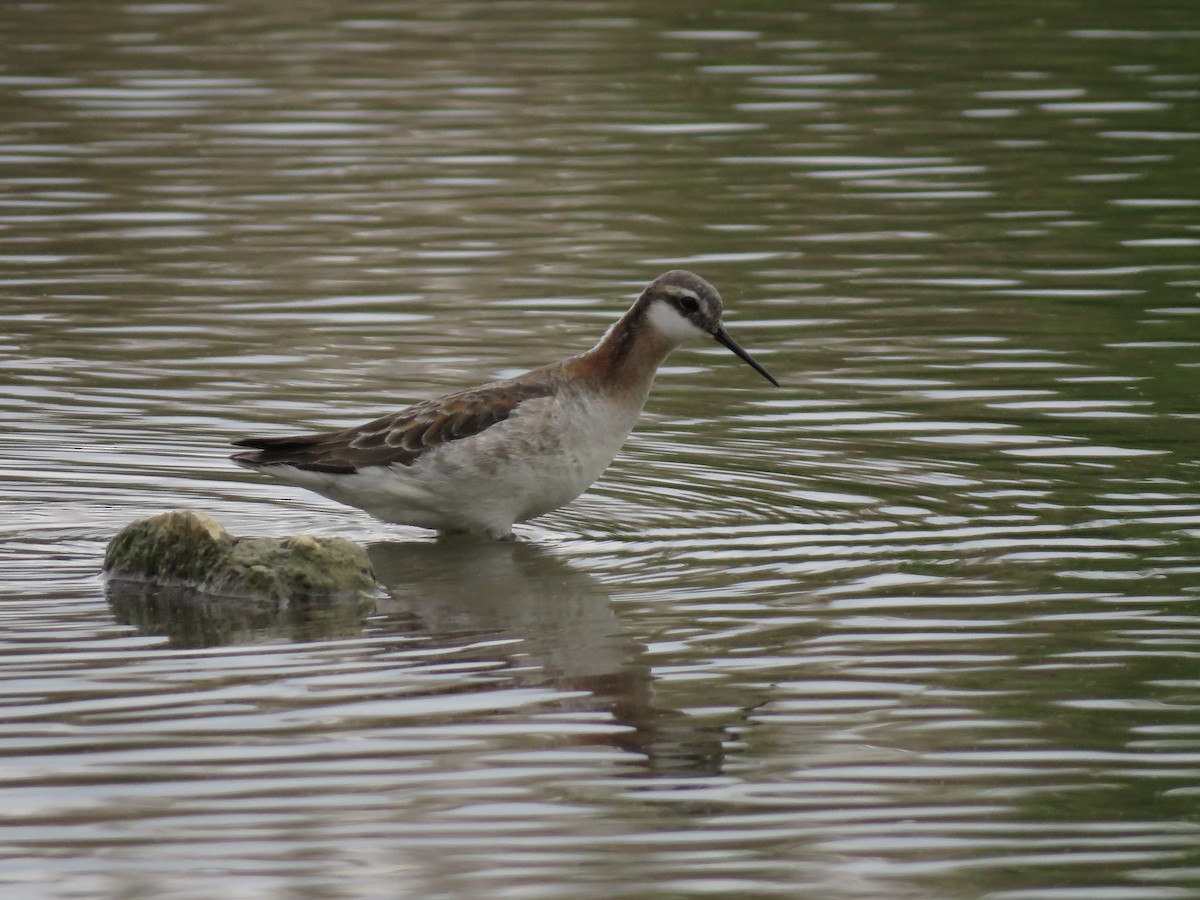 hvithalesvømmesnipe - ML618737910