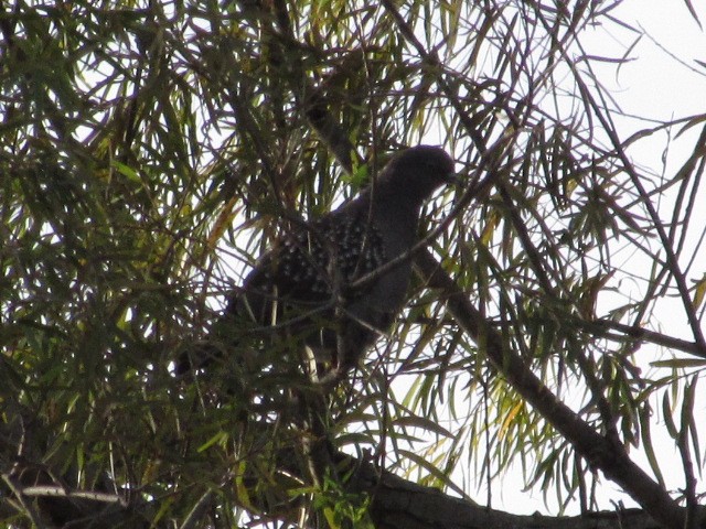 Spot-winged Pigeon - ML618737920