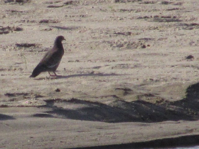 Picazuro Pigeon - Hugo Rodriguez