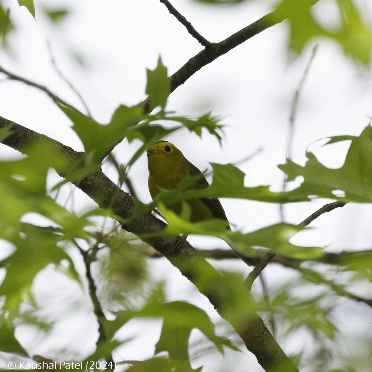 Wilson's Warbler - ML618737954