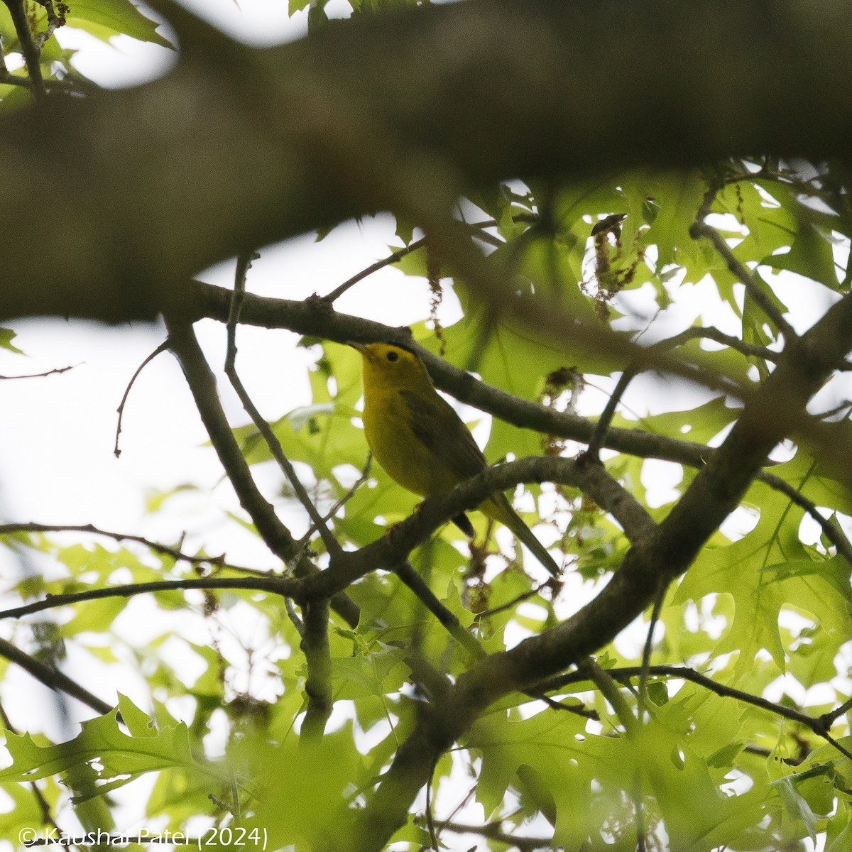 Wilson's Warbler - ML618737955