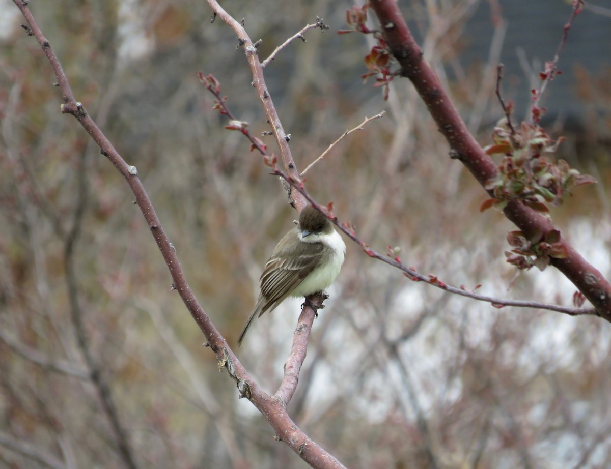 Eastern Phoebe - Al Zerbe