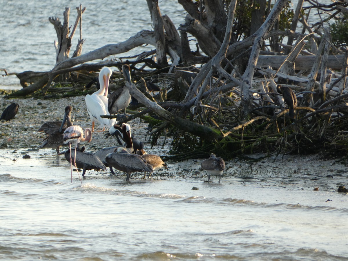 pelikán severoamerický - ML618737976