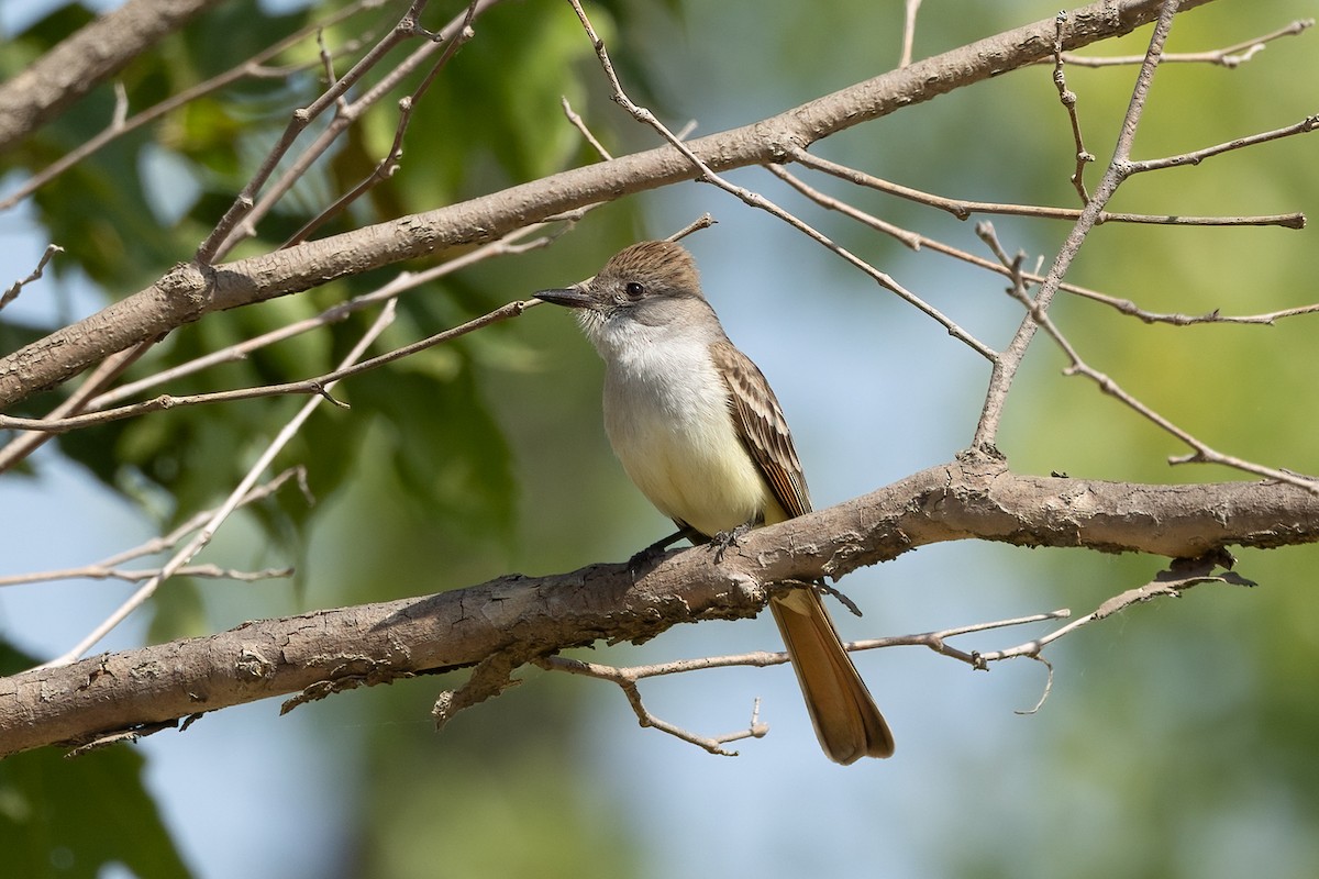 Ash-throated Flycatcher - ML618737988