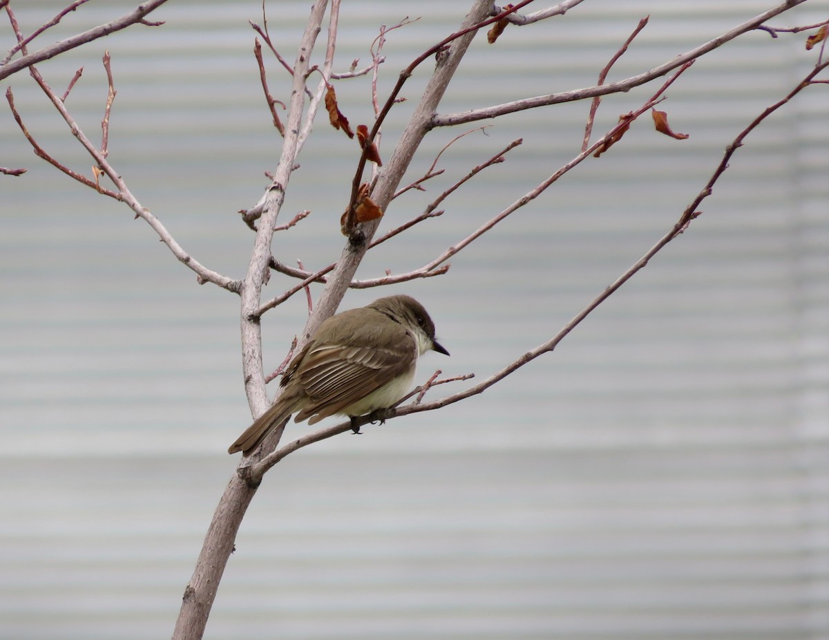 Eastern Phoebe - Al Zerbe