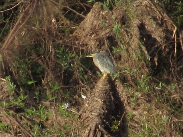 Striated Heron - ML618738003